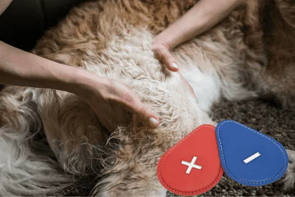 biomagnetismo animales