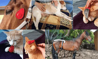terapia magnetica animales curso