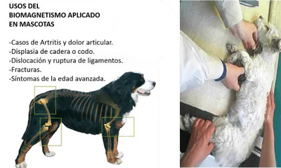 biomagnetismo en mascotas