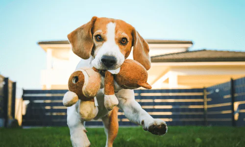 curar animales biomagnetismo en mascotas
