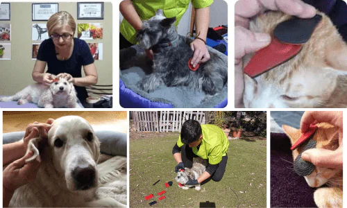 curso biomagnetismo mascotas y animales