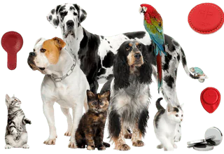 curso de biomagnetismo en mascotas y animales