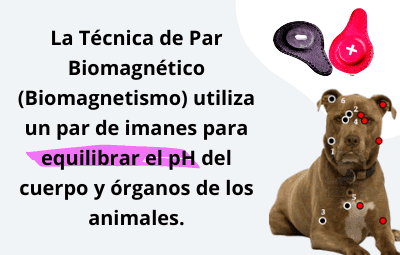 par magnetico para animales