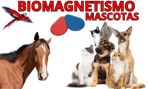 terapia biomagnética para mascotas