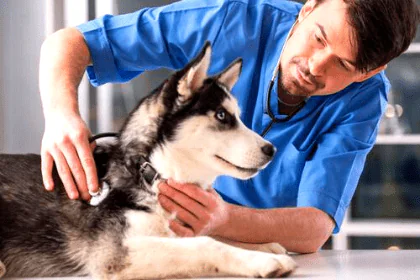 terapia con imanes para animales mascotas