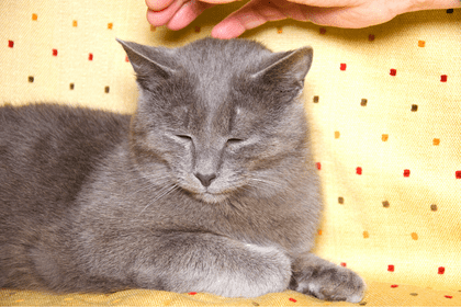gato tratado con biomagnetismo