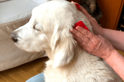 terapia con imanes