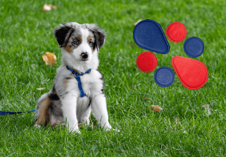 biomagnetismo en animales