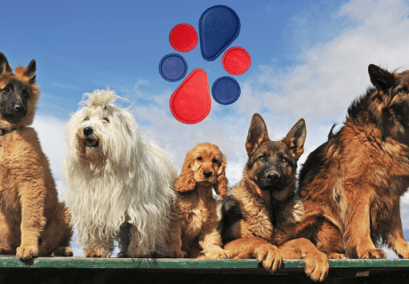 Biomagnetismo en animales