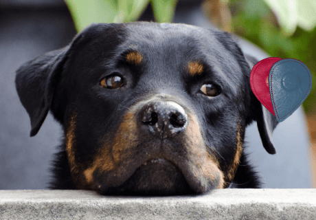 biomagnetismo para perros