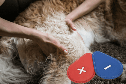 biomagnetismo animales biomagnetismo animales