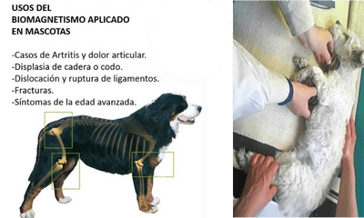 biomagnetismo en mascotas biomagnetismo en mascotas