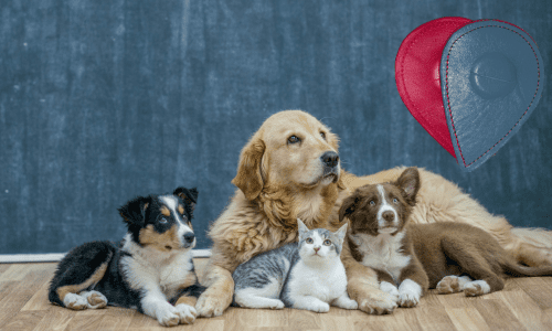 biomagnetismo en perros terapia de biomagnetismo en perros