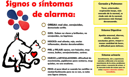 curso de biomagnetismo en animales curso de biomagnetismo en animales