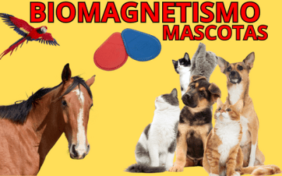 terapia biomagnetica para animales