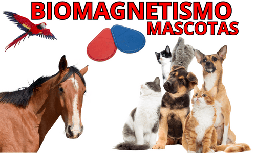 terapia biomagnética para mascotas terapia biomagnética para mascotas