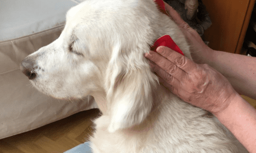 terapia biomagnetismo perros terapia biomagnetismo perros