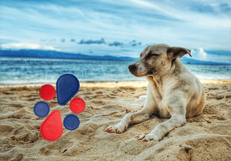 biomagnetismo animales biomagnetismo animales