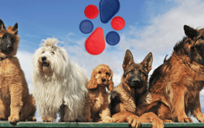 Biomagnetismo en animales
