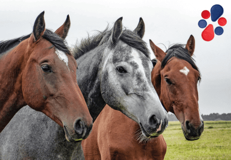 caballos y biomagnetismo caballos y biomagnetismo