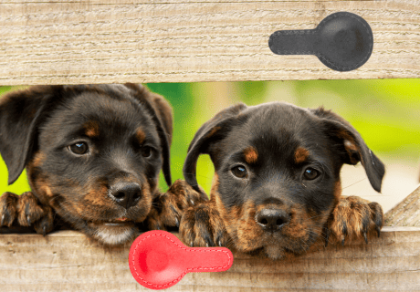imanes para perros imanes para perros