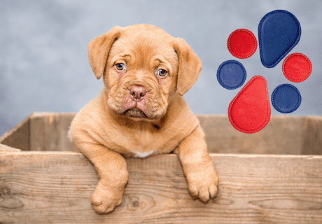 imanes para tratar perros imanes para tratar perros