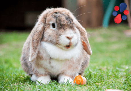 par biomagnético animales par biomagnético animales