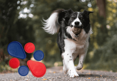 pares biomagneticos para animales pares biomagneticos para animales