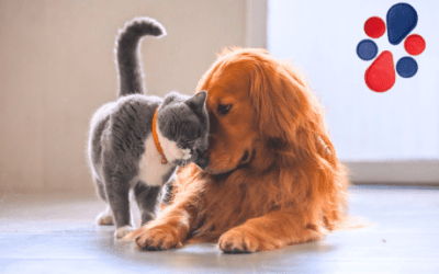 Potencia el bienestar animal con el uso de imanes: ¡Descubre cómo!